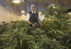 The police have seized cannabis worth £130 million in a raid in the United Kingdom.