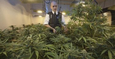 The police have seized cannabis worth £130 million in a raid in the United Kingdom.