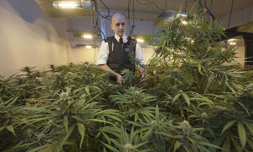 The police have seized cannabis worth £130 million in a raid in the United Kingdom.